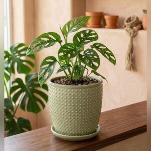 Sage Green Barrel Planter with Drainage and Attached Saucer, 8 Inch Ceramic